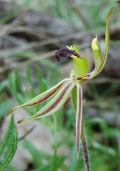 Caladenia toxochila