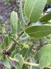 Arctostaphylos insularis