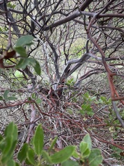 Arctostaphylos insularis