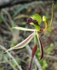 Caladenia toxochila