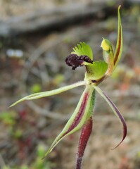 Caladenia toxochila