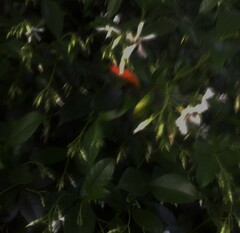 Trachelospermum jasminoides