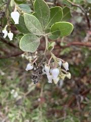 Arctostaphylos insularis