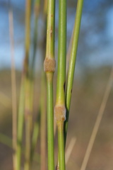 Austrostipa blackii
