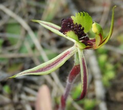 Caladenia toxochila