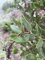 Arctostaphylos insularis
