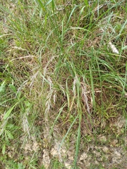 Rytidosperma unarede