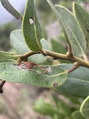 Arctostaphylos insularis