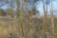Austrostipa blackii