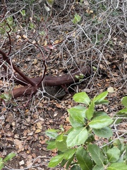 Arctostaphylos insularis