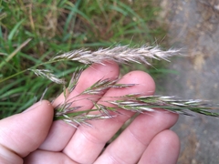 Rytidosperma unarede