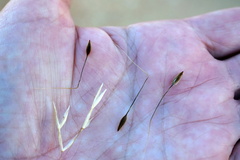 Austrostipa blackii