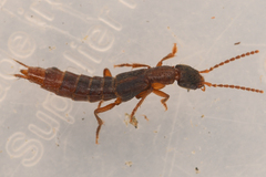 Cafius opacus