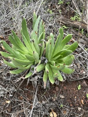 Dudleya greenei