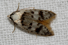 Scatochresis innumera