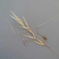 Austrostipa blackii