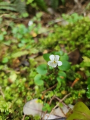 Viola filicaulis