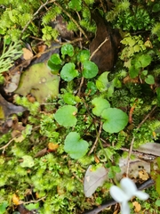 Viola filicaulis