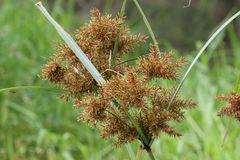 Cyperus exaltatus
