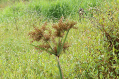 Cyperus exaltatus