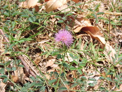 Mimosa nuttallii