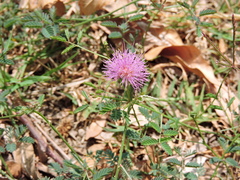 Mimosa nuttallii