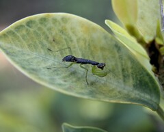 Odontomantis planiceps