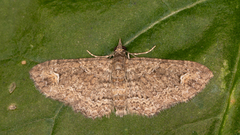 Pasiphilodes testulata