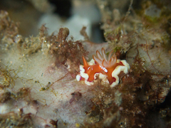 Mexichromis pusilla