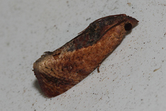 Cryptophlebia ombrodelta