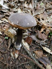 Tylopilus formosus
