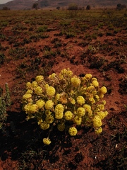 Lasiosiphon kraussianus kraussianus
