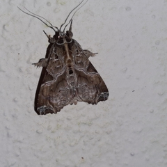 Callopistria floridensis