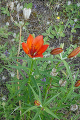 Lilium pensylvanicum