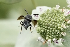 Boreocoelioxys