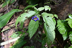 Gesneriaceae