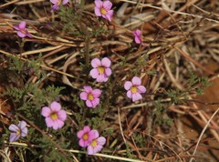 Jamesbrittenia aurantiaca