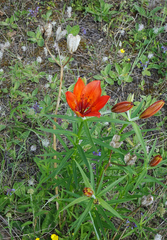 Lilium pensylvanicum
