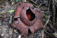 Rafflesia kerrii