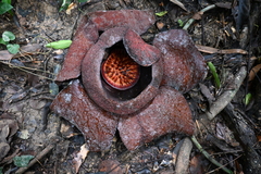 Rafflesia kerrii