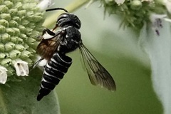 Boreocoelioxys