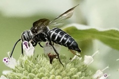 Boreocoelioxys