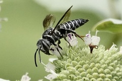 Boreocoelioxys