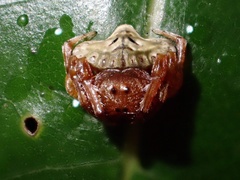 Arkys speechleyi