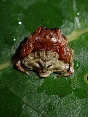 Arkys speechleyi