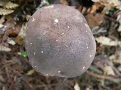 Tylopilus formosus