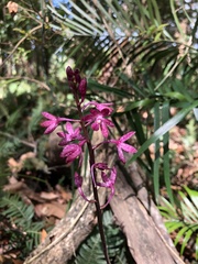 Dipodium punctatum