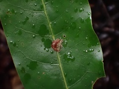 Arkys speechleyi