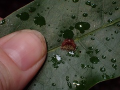 Arkys speechleyi