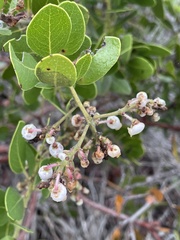 Arctostaphylos insularis